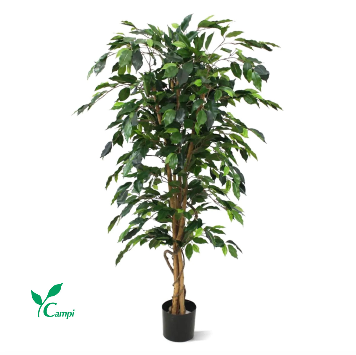 Ficus benjamina ط80 x 150 cm