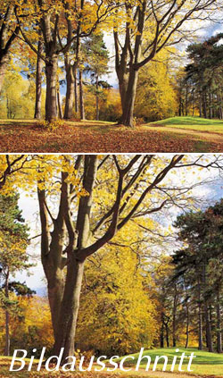 Fototapete Park im Herbst - 8 teilig 366 x 254 cm