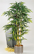 Bambus japonica Ø 100 x 180 cm